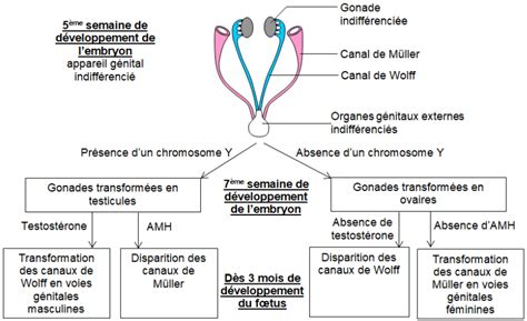 Bac ES L 2019 Métropole SVT Académie de Besançon