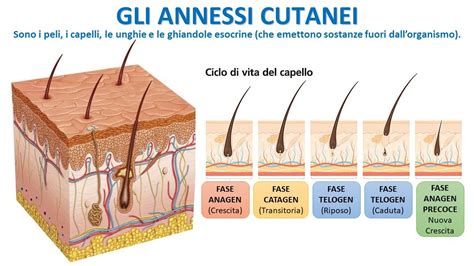 GLI ANNESSI CUTANEI Peli Unghie E Capelli YouTube