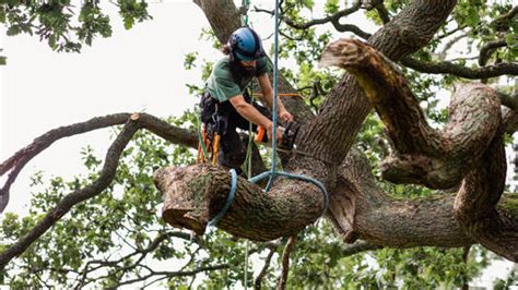 Will My Homeowners Insurance Policy Cover Tree Removal