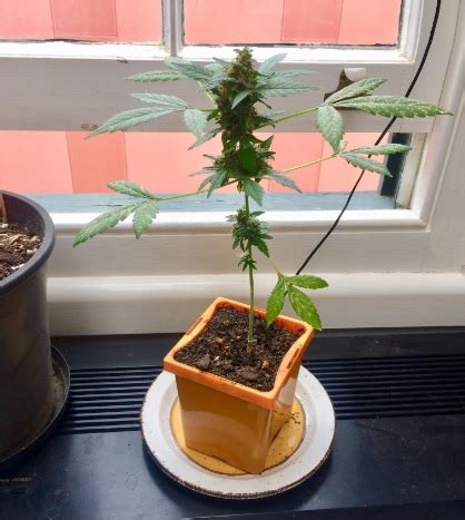 Cómo cultivar marihuanas en casa con luz natural