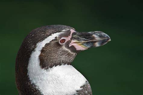 Humboldt Penguin Bird Facts | Spheniscus humboldti | AZ Animals