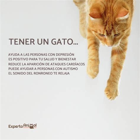 Discurso éxtasis maestría los beneficios de tener un gato en casa tarta