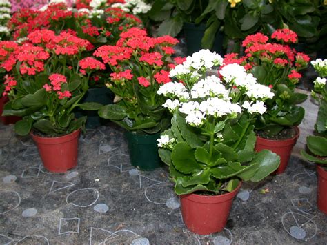 Encanto Verde Flor Da Fortuna Calancoe Kalanchoe