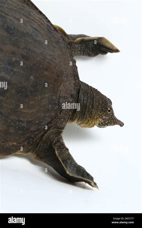 Common Softshell Turtle Or Asiatic Softshell Turtle Amyda Cartilaginea