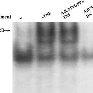 Inhibition Of Tumor Necrosis Factor TNF Induced Nuclear Factor