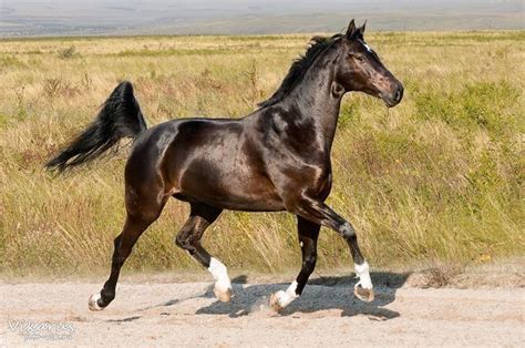 Hanoverian horse - Alchetron, The Free Social Encyclopedia