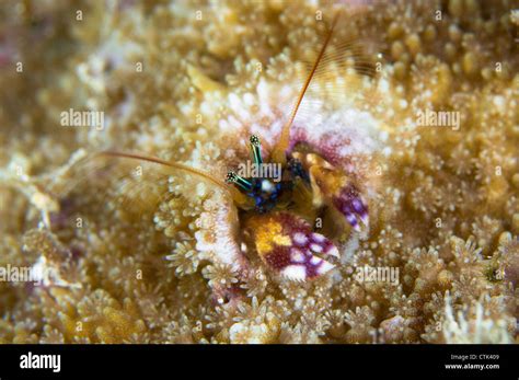Pacific Hermit Crab Hi Res Stock Photography And Images Alamy