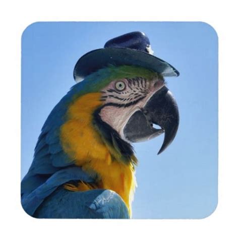 Beautiful Parrot Wearing A Hat Pet Birds Animal Antics Bird Coasters