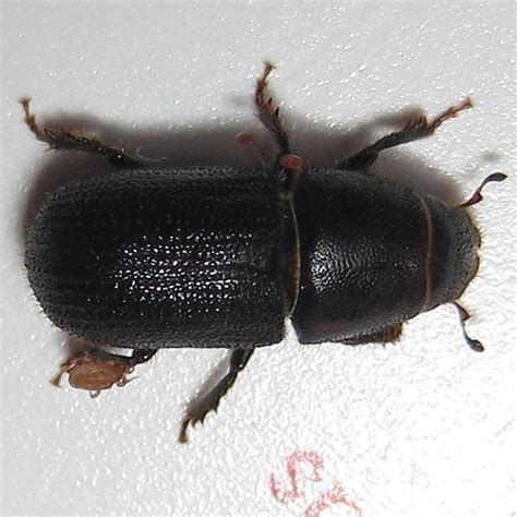 Southern Pine Beetle Identification Life Cycle Facts Pictures