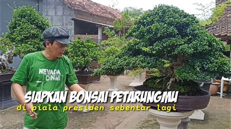 Bonsai Petarung Persiapan Piala Presiden YouTube