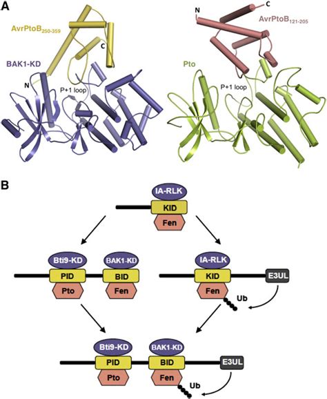 Structural Comparison And Evolutionary Model Of The Avrptob 121 205 Download Scientific Diagram