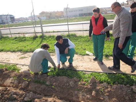 Alumnos Del Cifea De Torrepacheco Plantan Pinos Carrascos