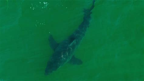 Great Whites In San Diego Youtube