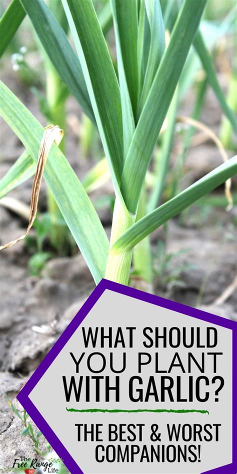 The Best Garlic Companion Plants For Your Garden Garlic Companion