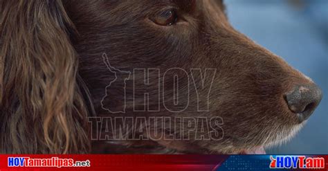 Hoy Tamaulipas Moquillo En Perros Que Es Y Como Prevenirlo Para