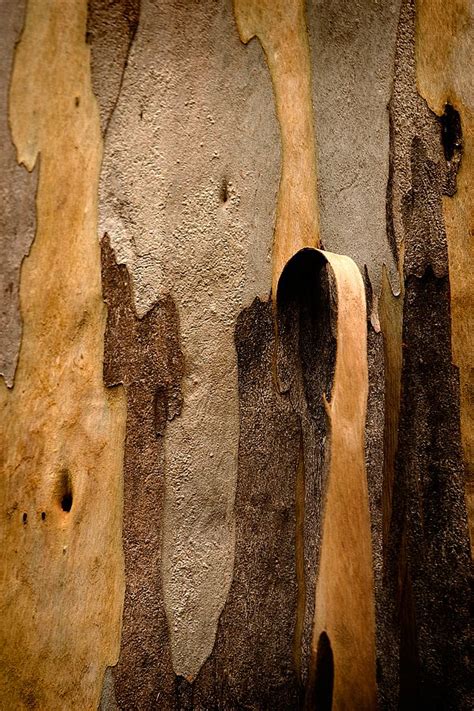 Bark Karri Tree Bf Ds Forest Photographs Australia Stock Photos