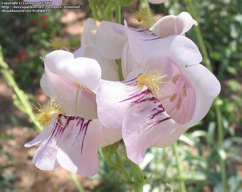 PlantFiles Pictures Penstemon Species Beard Tongue Wild Snapdragon