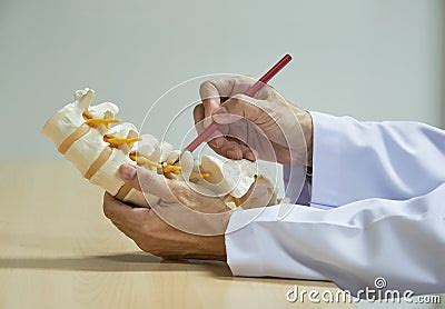 A Neurosurgeon Demonstrating Human Lumbar Spine Model Anatomy Royalty