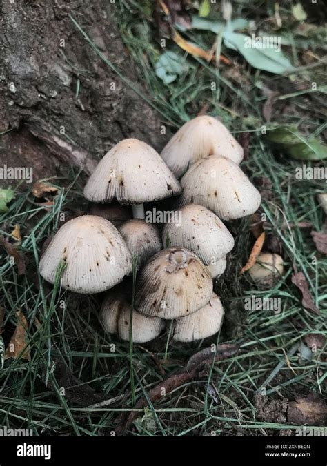 Mica Cap Coprinellus Micaceus Fungi Stock Photo Alamy