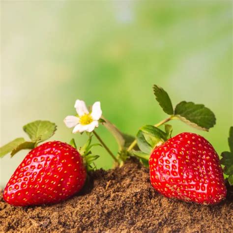 Strawberry Seeds Diy Kit Pepperhub