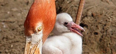 Flamingos Baby Animal Zoo