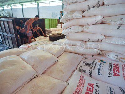 Alokasi Pupuk Subsidi Di Bengkulu Meningkat Antara Foto