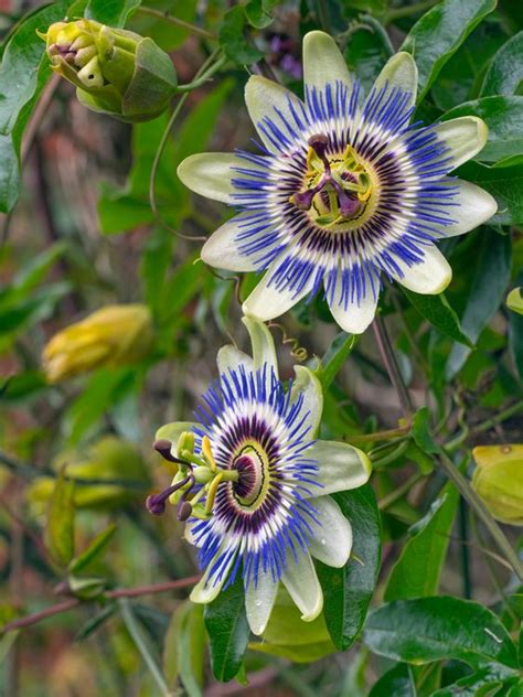 Passiflora Incarnata Maypop Flower Description Types How To Care