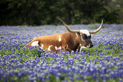 A Springtime Drive Through Flowering Fields In Central Texas