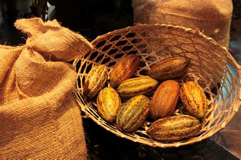 D A Nacional Del Cacao