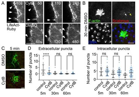 Signaling filopodia are required for the extracellular distribution of ...