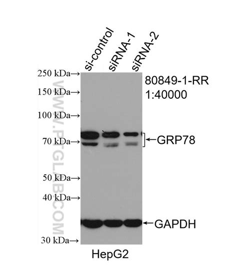 GRP78 BIP Antibody 80849 1 RR Proteintech