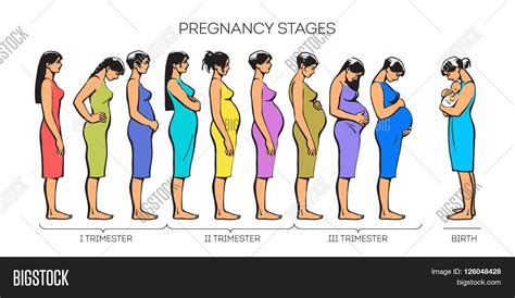 Stages Pregnancy. Image & Photo (Free Trial) | Bigstock