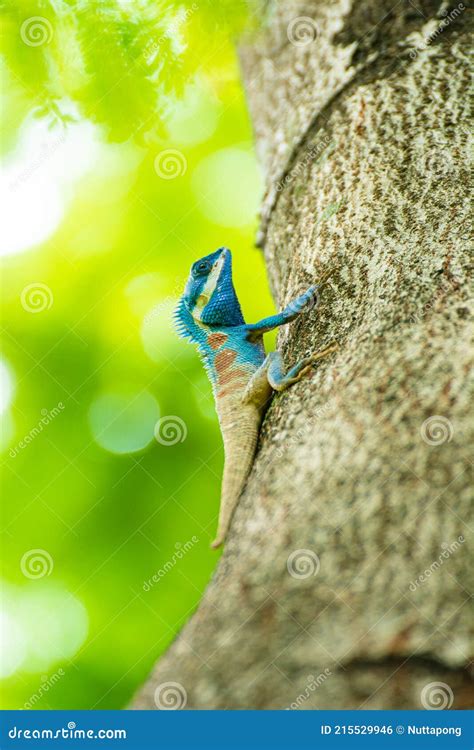 Blue Crested Lizard stock photo. Image of colorful, changeable - 215529946