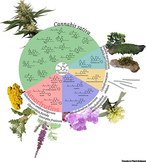 Phytocannabinoids Origins And Biosynthesis Trends In Plant Science