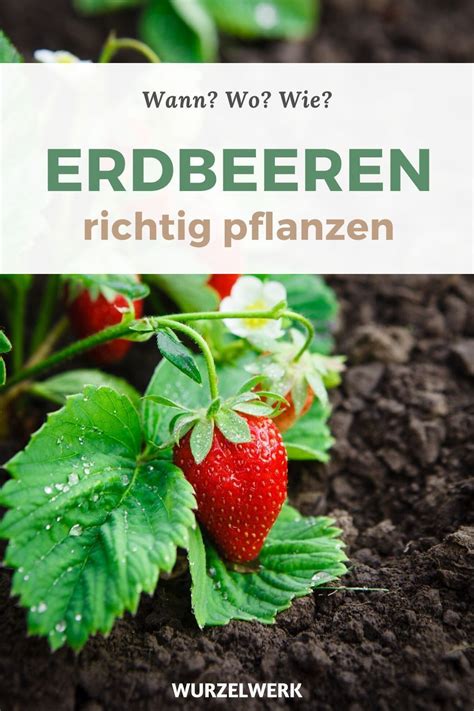 Erdbeeren Selber Ziehen Balkon De Balkon