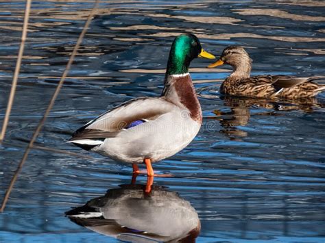 Adult Breeding Male And Female Of Mallard Or Wild Duck Anas