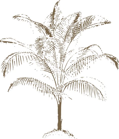 Svg Noix De Coco Arbre Oc An Vacances Image Et Ic Ne Svg Gratuite