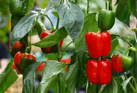 How To Plant And Grow Bell Peppers From Seedlings