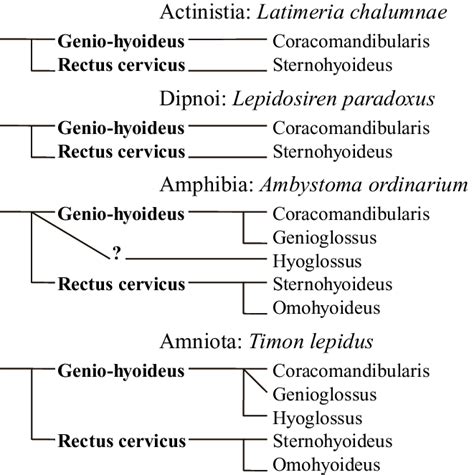 Developmental lineages of hypobranchial muscles in sarcopterygians. For ...