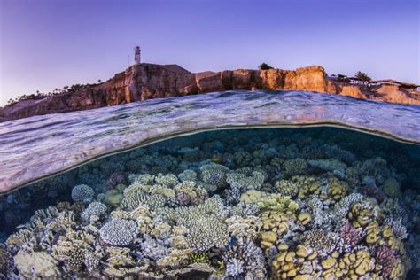 Sharm El Sheikh Czyli Najlepsze Miejsce Do Nurkowania W Egipcie Voyage Pl