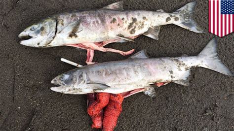 Climate Change Salmon Dying Off Due To Alaskan Heat Wave Tomonews