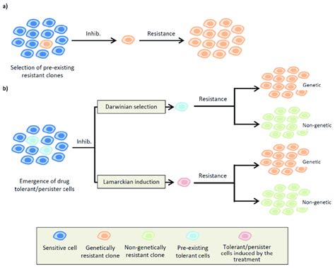 Evolutionary Model For The Development Of Drug Resistance In Cancer