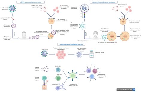 Biomedicines Free Full Text Immune Response To Sars Cov Vaccines