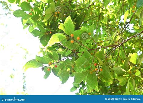 Chinese Hackberry Tree And Fruits Stock Photo Image Of Forest
