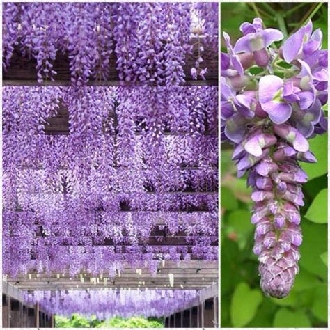 Wisteria flower tunnel in Japan | Anime Amino