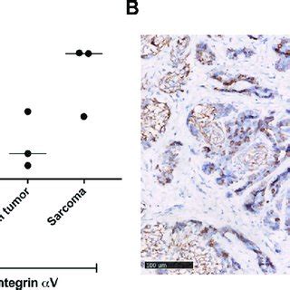 Ex Vivo Evaluation Of Integrins Expression A Western Blot Analysis