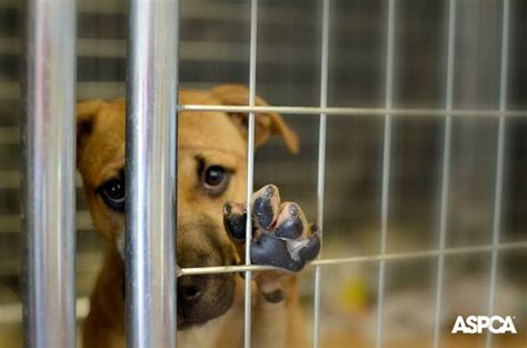 Why You Should Support Animal Cruelty Prevention Month