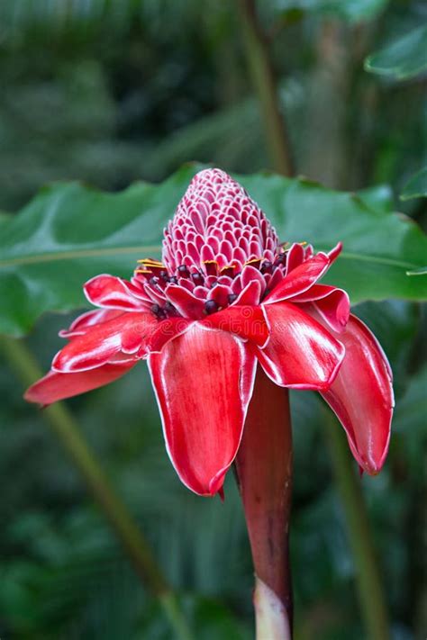 Tropical Flower Emperor`s Staff Originally From Indonesia And