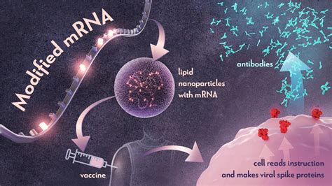 Karik And Weissman Mrna Nih Director S Blog