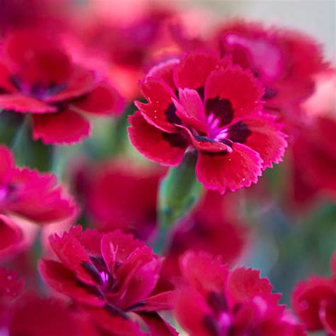 Dianthus plumarius Merci Fleuri Œillet mignardise à fleurs rouge cerise